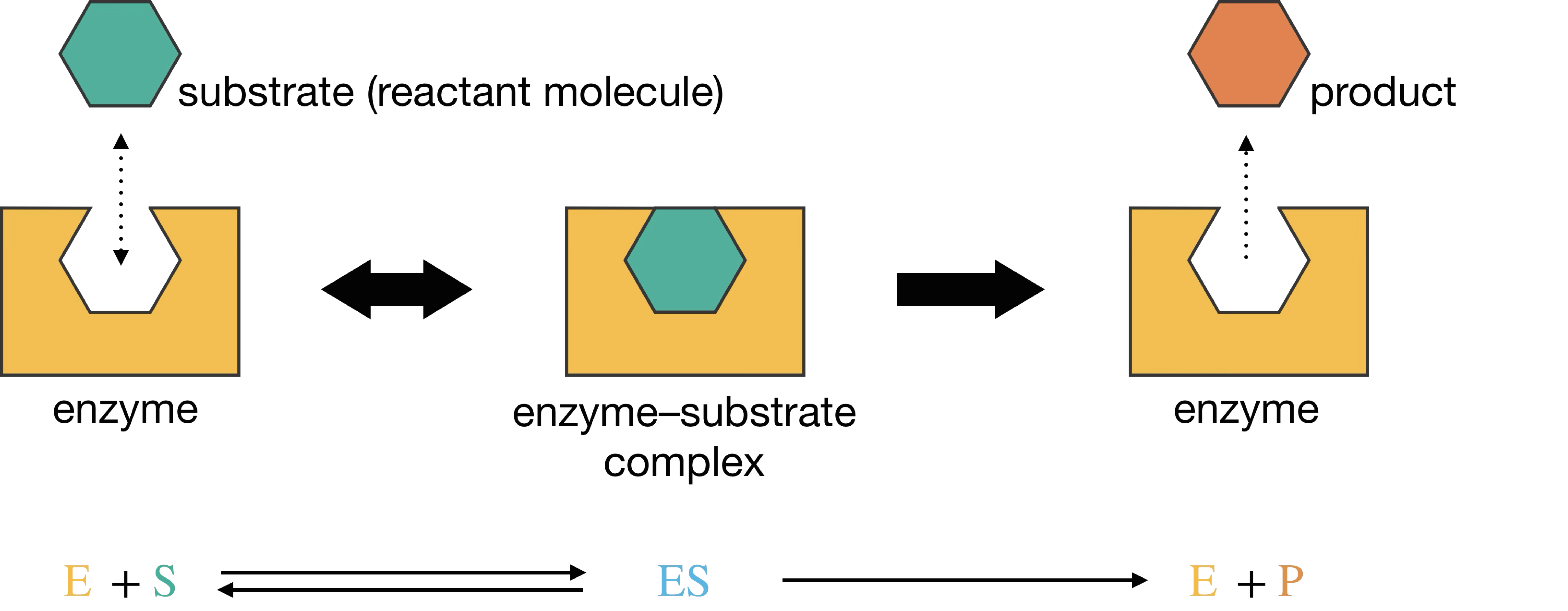 Schematic representation of enzyme-substrate binding. The enzyme's active site accommodates the substrate molecule, forming the enzyme-substrate complex ES, which then converts to product P and regenerates the free enzyme.