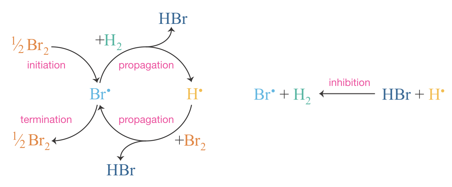 The cyclic nature of the H$_2$ + Br$_2$ chain reaction. Bromine radicals are consumed in one propagation step and regenerated in the next, creating a self-sustaining cycle that produces two molecules of HBr per turn. The inhibition step diverts H$^\bullet$ back to Br$^\bullet$ without forming product.