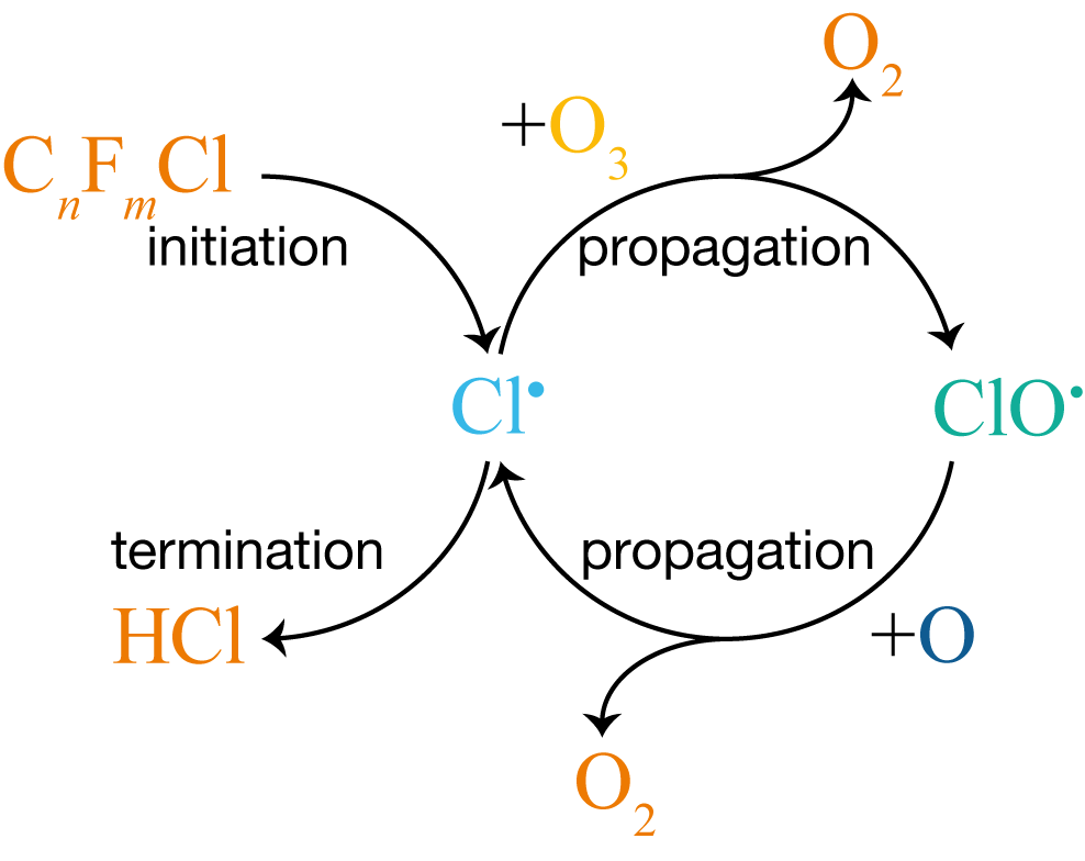The CFC-catalysed ozone destruction mechanism represented as a cycle. Initiation (UV photolysis of a CFC) creates Cl$^\bullet$, which enters the propagation loop: Cl$^\bullet$ and ClO$^\bullet$ interconvert, destroying O$_3$ and O to form O$_2$ at each step. Termination removes Cl$^\bullet$ by reaction with CH$_4$, forming HCl.
