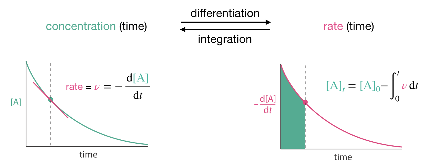 If we know the concentration of a reactant or product as a function of time we can calculate the rate of change of this concentration by differentiation. We can also calculate how concentrations vary in time from rates by the inverse procedure, integration.