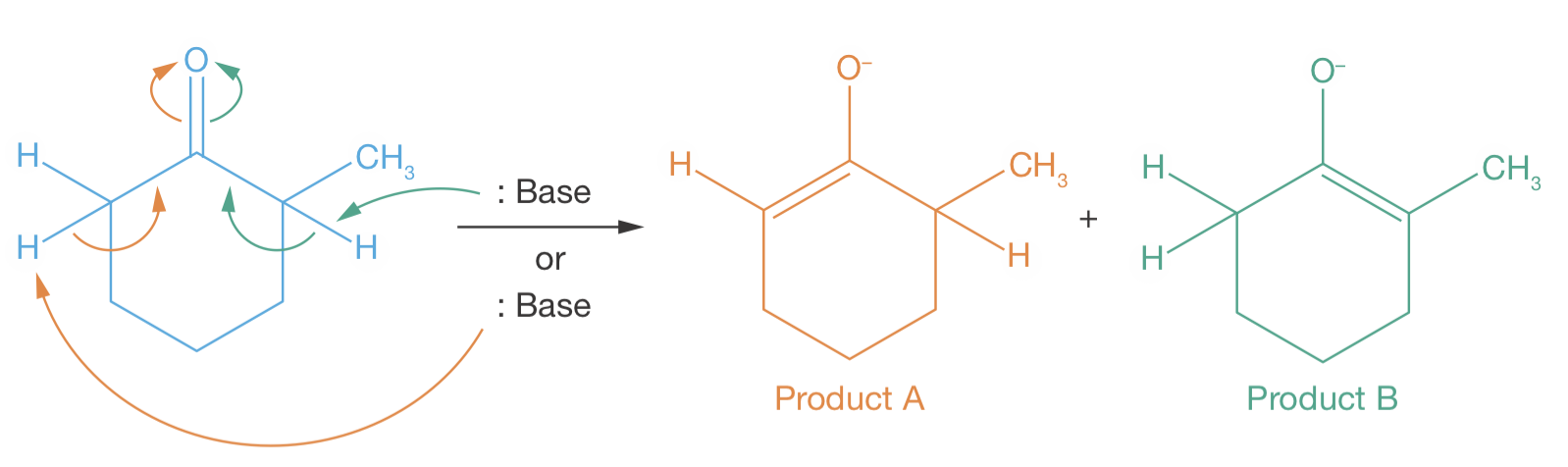 Under basic conditions, 2-methylcyclohexanone can form two distinct enolates, depending on whether a proton is removed from position 2 (green) or from position 6 (orange).