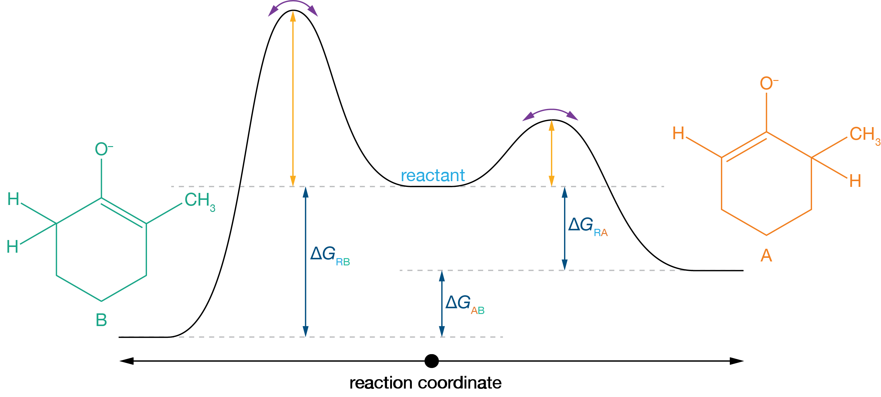In the presence of a weak base, the position of equilibrium less strongly favours both enolates, and both reactions are effectively reversible. Now the selectivity is determined by the free energy difference between the two products. Because B is more thermodymamically stable than A (because it is the more substituted enolate), we get preferential selectivity for the thermodynamic product B.