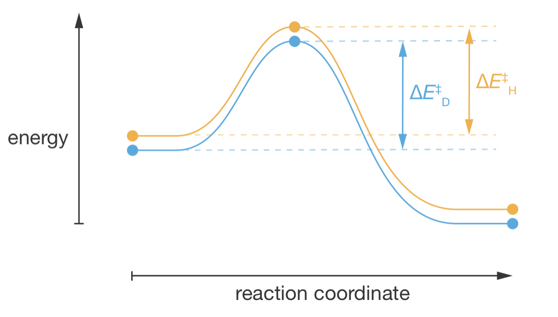 Reaction coordinate diagram for isotopic substitution at the &beta;-position. The C–H and C–D bonds at this position remain intact throughout the reaction. The zero-point energy difference present in the reactants (vertical separation between the orange and blue curves) persists to the transition state, giving ΔE$^\ddagger$_H ≈ ΔE$^\ddagger$_D and therefore k$_\mathrm{H}$/k$_\mathrm{D}$ ≈ 1. This contrasts with &alpha;-position substitution (Figure \@ref(fig:fig-kie-reaction-coordinate)) where the C–H bond breaks at the transition state, causing the curves to converge.