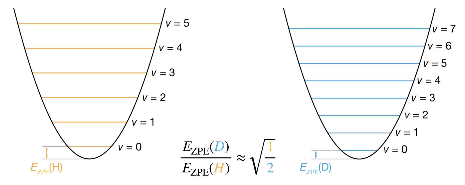 Comparison of vibrational energy levels for C&ndash;H and C&ndash;D bonds. Both bonds vibrate on identical potential energy curves (same force constant $k$). The heavier C&ndash;D bond (blue, right) has more closely spaced energy levels than the lighter C&ndash;H bond (orange, left), resulting in lower zero-point energy by a factor of $1/\sqrt{2}$.