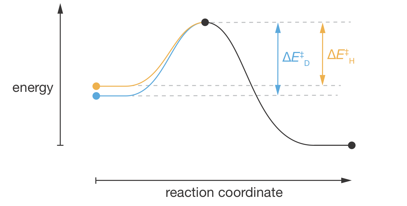 Reaction coordinate diagram showing how zero-point energy differences create the kinetic isotope effect. The orange and blue curves before the transition state show different energy profiles for the H and D substituted molecules, reflecting their different zero-point energies in the reactants. Assuming the C&ndash;H/C&ndash;D bond is completely broken at the transition state, both isotopes converge to the same transition state energy (black dot). After the transition state, where the C&ndash;H/C&ndash;D bond no longer exists, both follow the same energy profile (black curve). This produces $\Delta E^\ddagger_\mathrm{D} > \Delta E^\ddagger_\mathrm{H}$, causing the deuterated compound to react more slowly.
